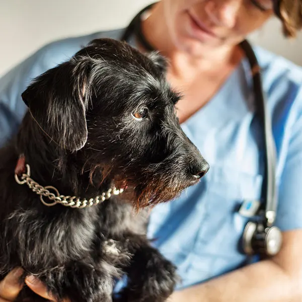 Cherry Creek Veterinary Hospital — photo from the business 4