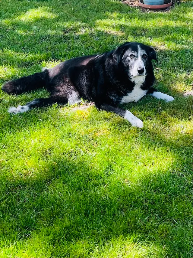Sierra Ranch Veterinary Clinic — customer photo 3