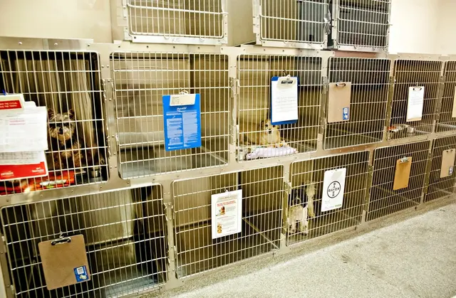 Rocklin Ranch Veterinary Hospital & Urgent Care — photo from the business 11