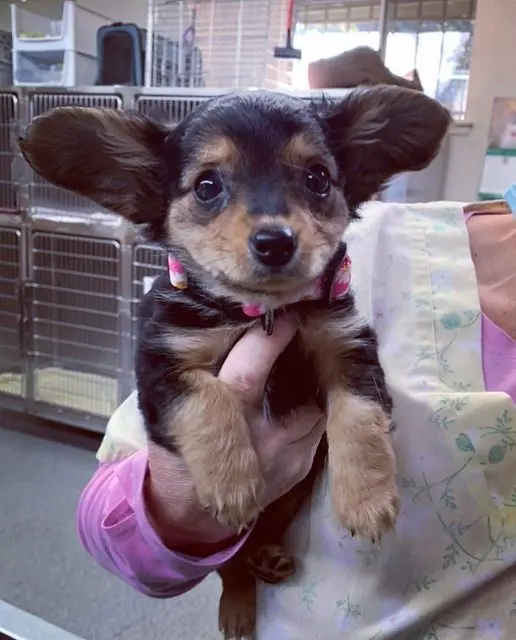 Rocklin Ranch Veterinary Hospital at Pacific Street — photo from the business 8