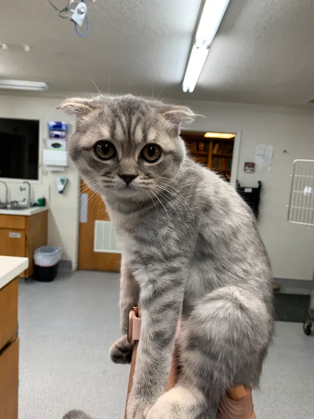 Rocklin Ranch Veterinary Hospital at Pacific Street — photo from the business 6