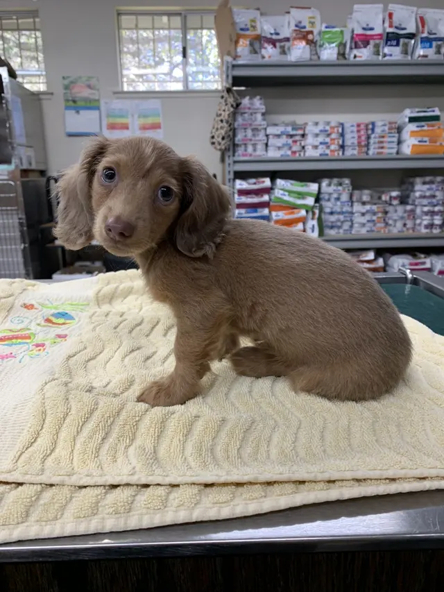 Rocklin Ranch Veterinary Hospital at Pacific Street — photo from the business 3