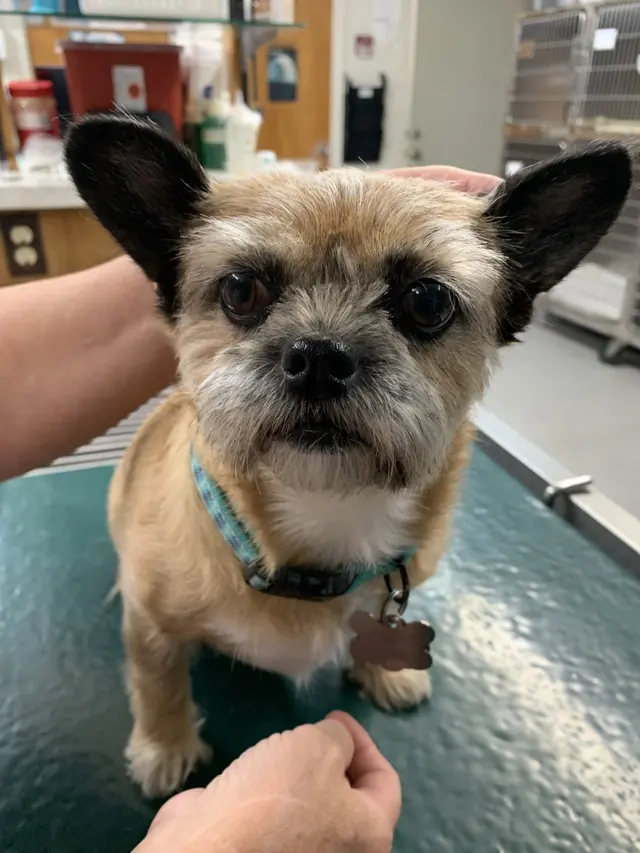 Rocklin Ranch Veterinary Hospital at Pacific Street — photo from the business 11