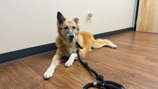Rocklin Ranch Veterinary Hospital at Pacific Street — customer photo 12