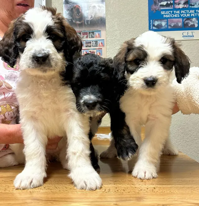 Rocklin Ranch Veterinary Hospital at Pacific Street — photo from the business 4