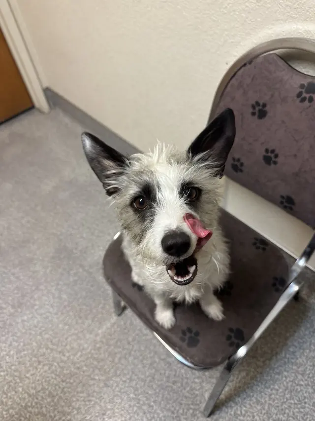 Rocklin Ranch Veterinary Hospital at Pacific Street — photo from the business 9