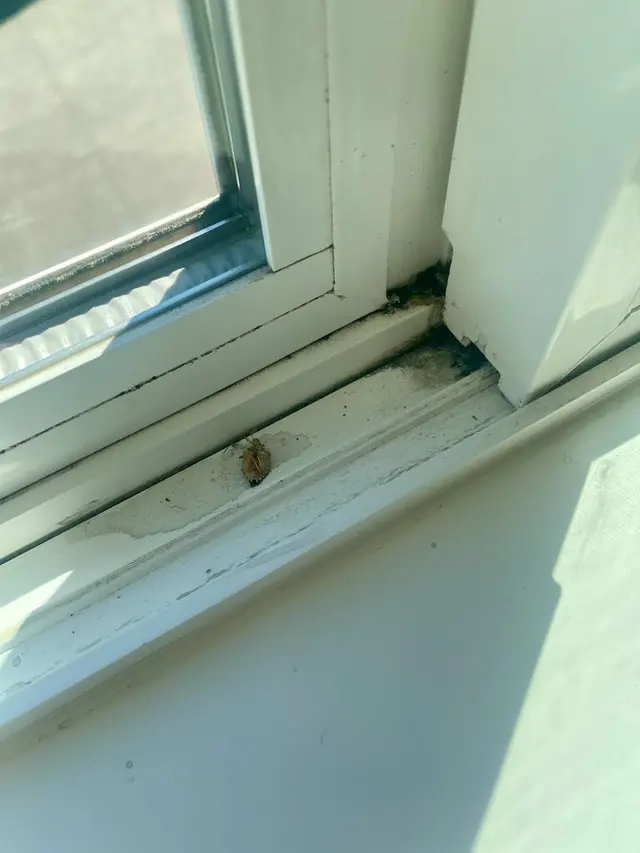 AA Window, Roof & Gutter Cleaning — customer photo 11