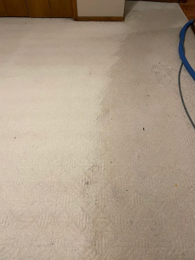 DMD Carpet & Tile Cleaning — photo from the business 4