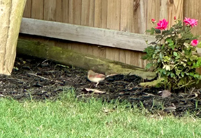 Superior Lawn Services — customer photo 10