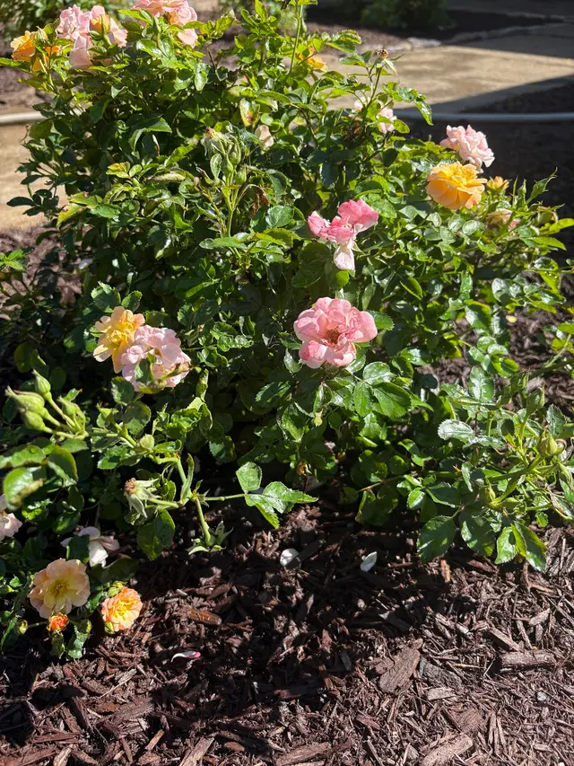 Customer photo of work by Lacey Turf & Property Services, from Sonja Hosman's review