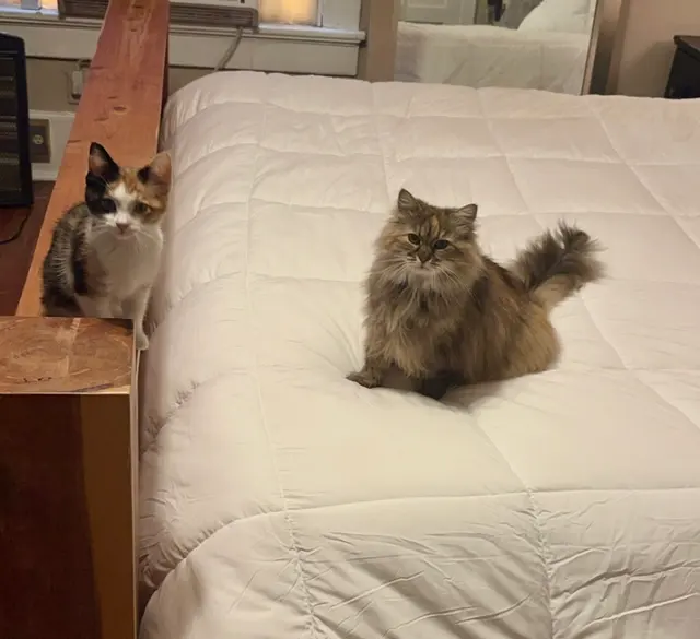 Hub City Animal Hospital — customer photo 10