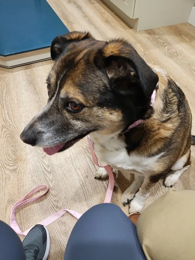 Hub City Animal Hospital — customer photo 2