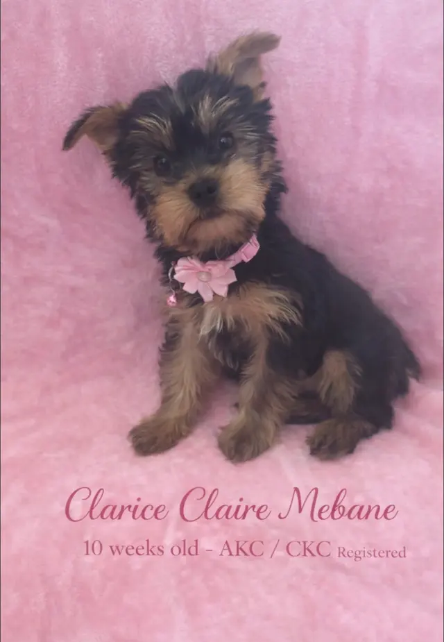 Customer photo of work by Northside Animal Clinic, from Shaketha Mebane's review