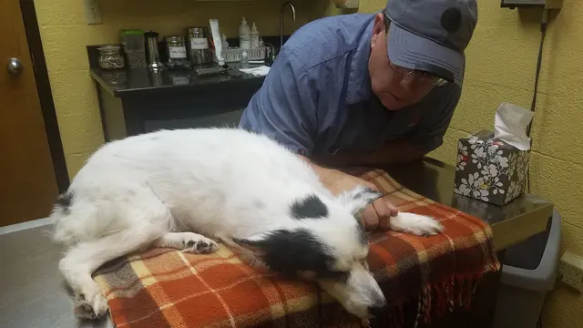 Northside Animal Clinic — customer photo 5