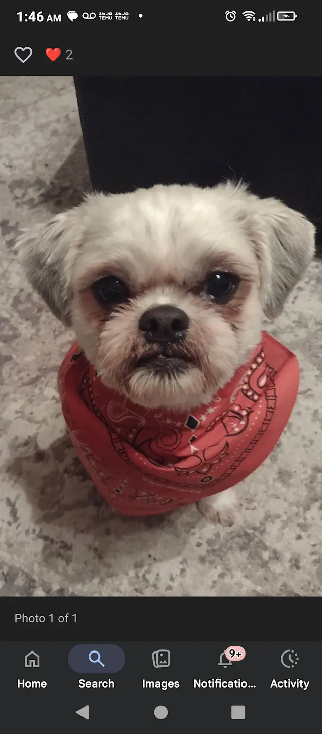 Customer photo of work by Northside Animal Clinic, from Trudy Derevage's review