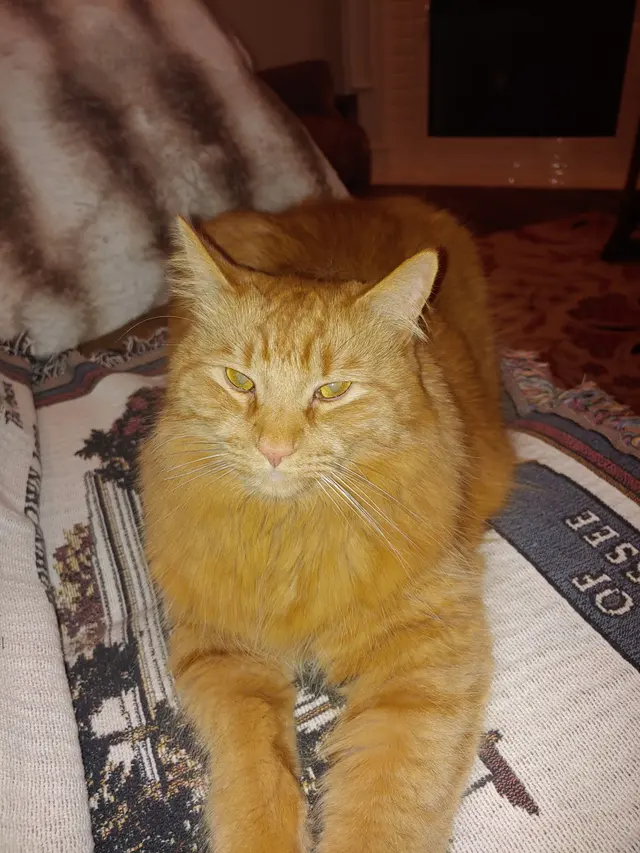 Customer photo of work by Northside Animal Clinic, from Susan Taylor's review