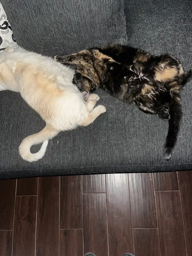 Northside Animal Clinic — customer photo 12