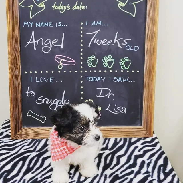 Parkway Animal Hospital — photo from the business 2