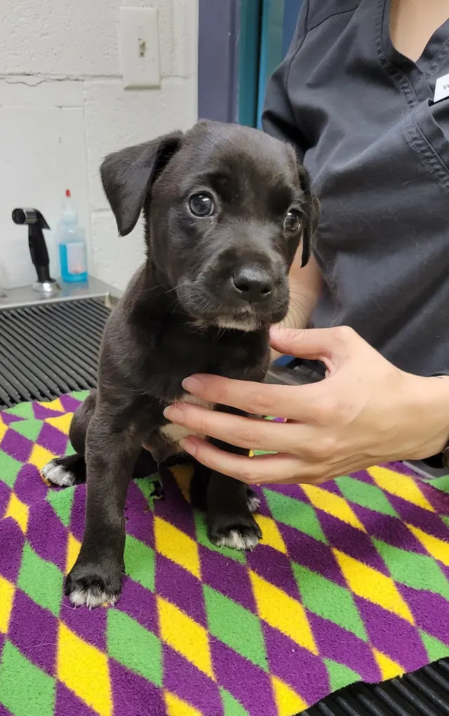 Parkway Animal Hospital — photo from the business 4