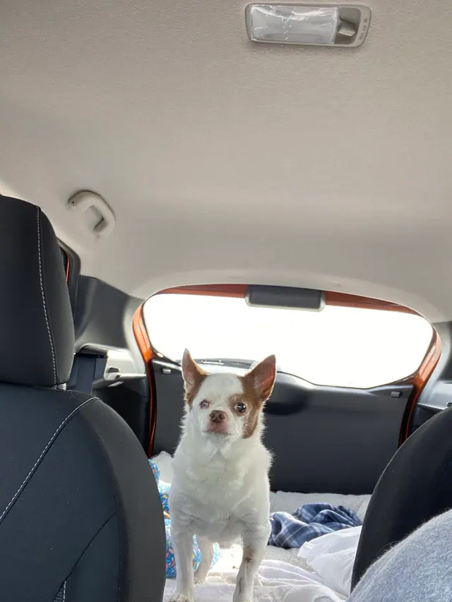 Carlton Animal Clinic — customer photo 9