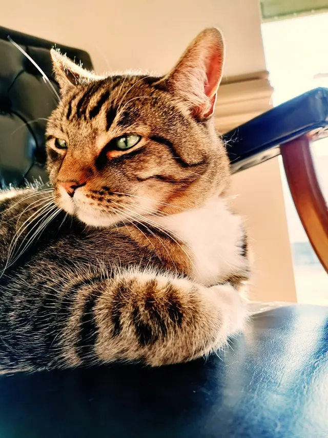 Carlton Animal Clinic — customer photo 5