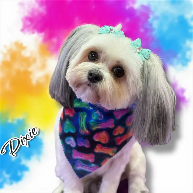 Customer photo of work by Carlton Animal Clinic, from BRENDA CARR's review