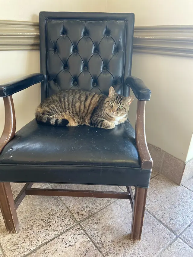 Carlton Animal Clinic — photo from the business 3