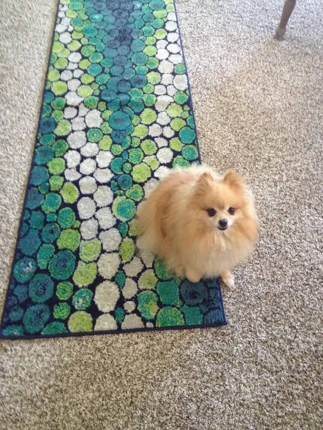 Carlton Animal Clinic — customer photo 12