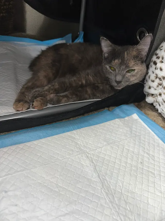 North Madison Animal Hospital — customer photo 3