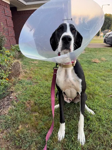 North Madison Animal Hospital — customer photo 5