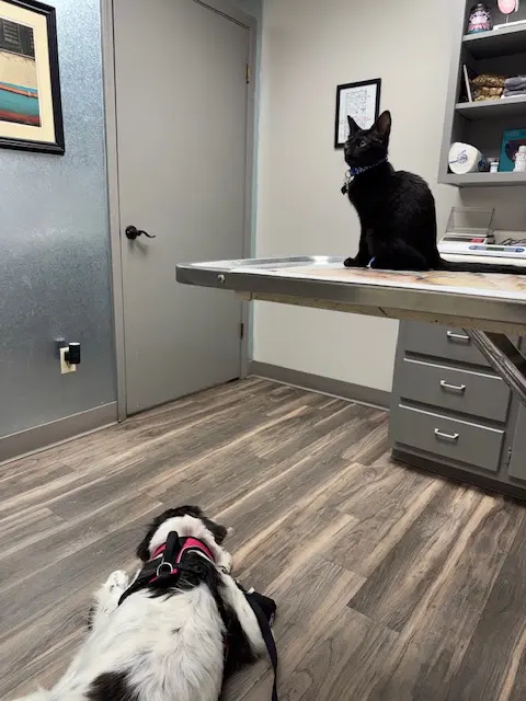 North Madison Animal Hospital — customer photo 8