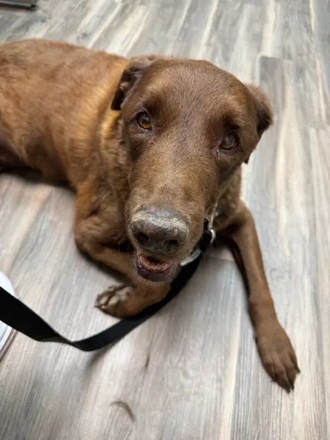North Madison Animal Hospital — customer photo 11