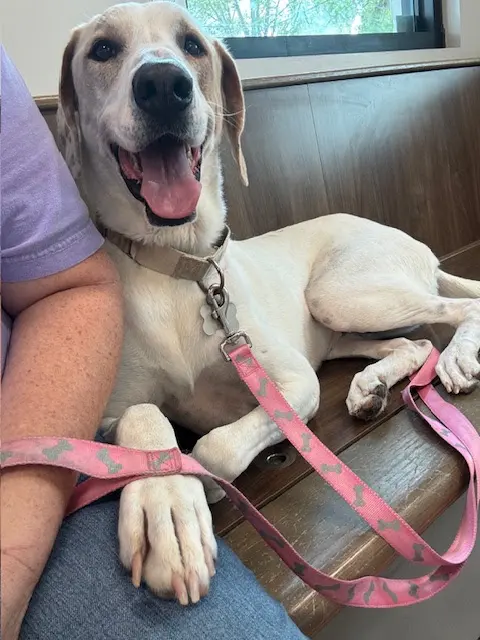North Madison Animal Hospital — customer photo 9