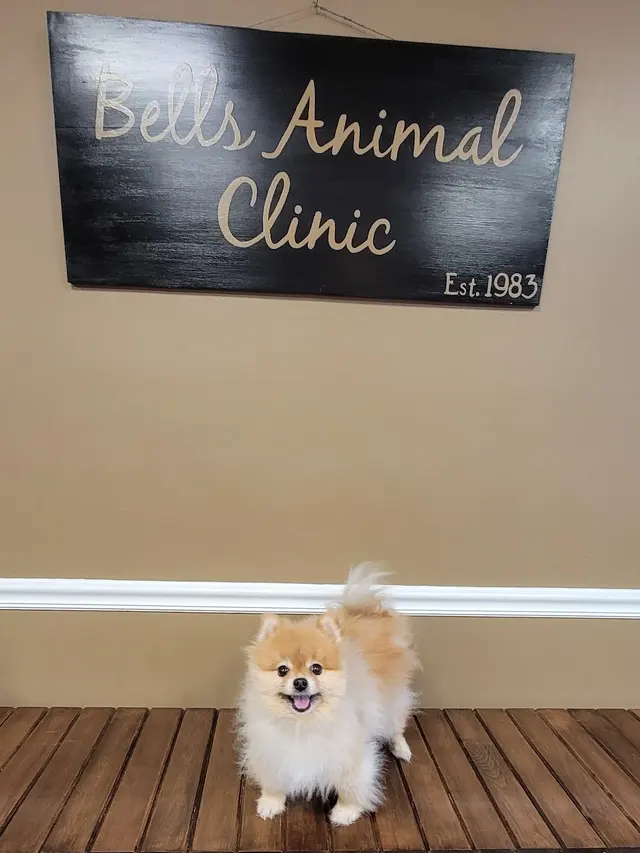Bells Animal Clinic — customer photo 4