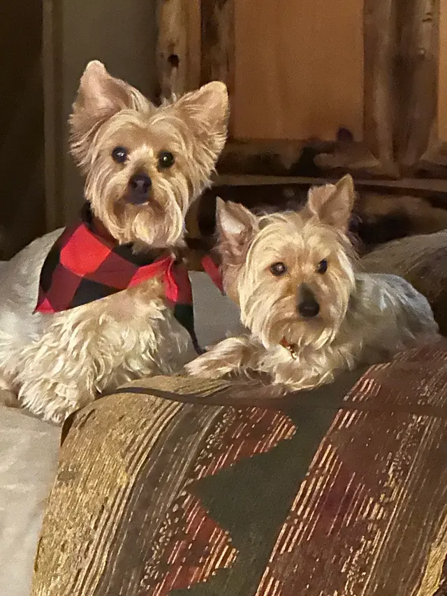 Bells Animal Clinic — customer photo 2