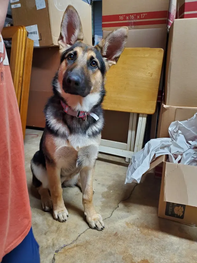 Bells Animal Clinic — customer photo 6