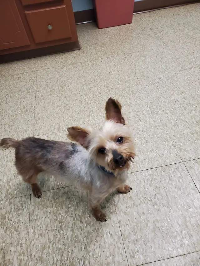 Bells Animal Clinic — customer photo 1