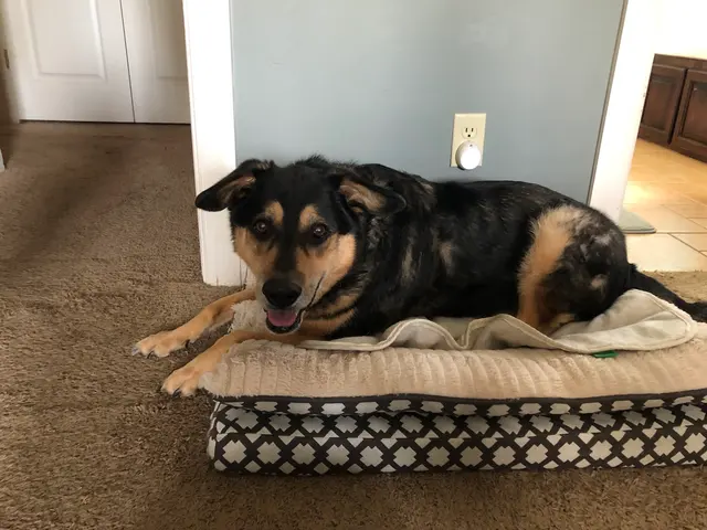Bells Animal Clinic — customer photo 5