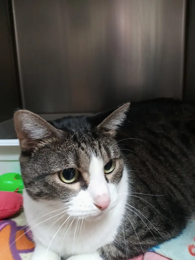 Jackson Animal Clinic — customer photo 7