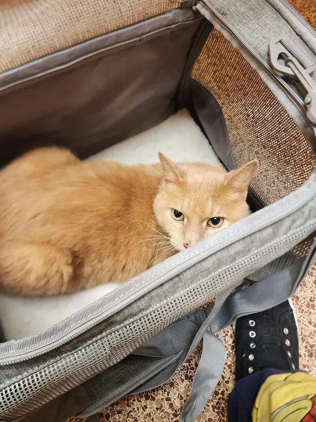 Jackson Animal Clinic — customer photo 6