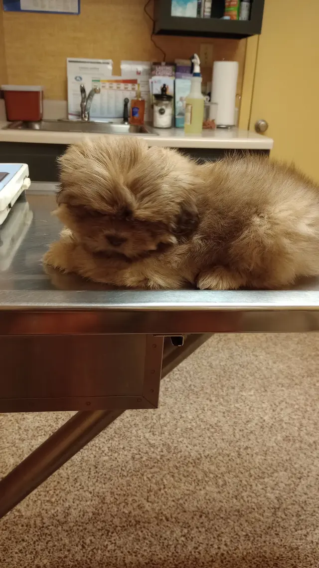 Jackson Animal Clinic — customer photo 10