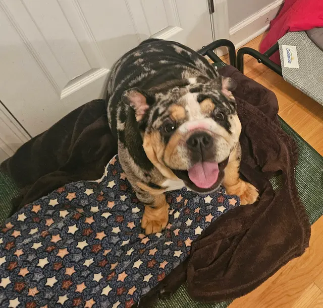 My Animal Hospital — customer photo 4