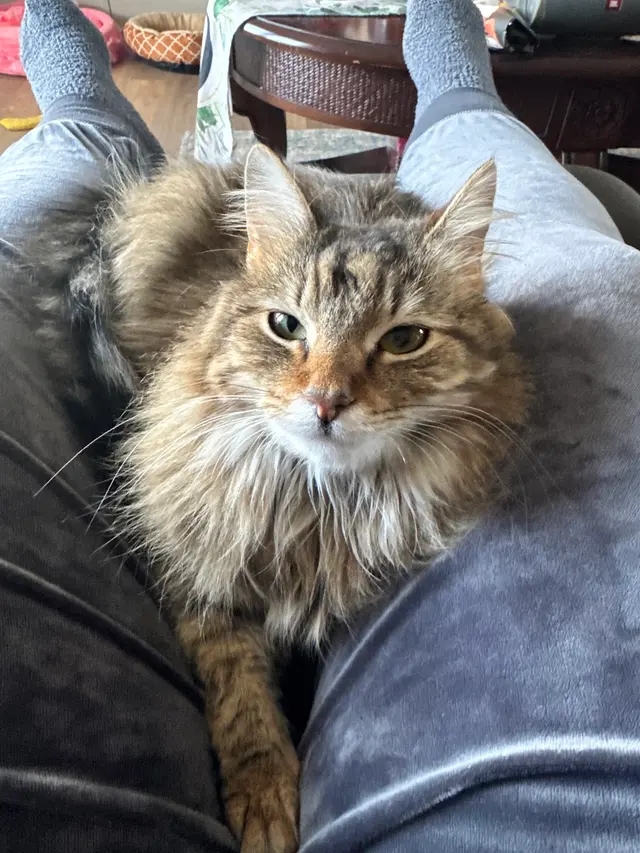 My Animal Hospital — customer photo 5