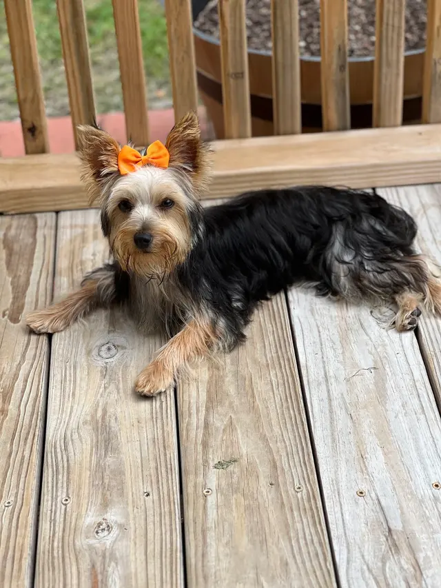 My Animal Hospital — customer photo 7
