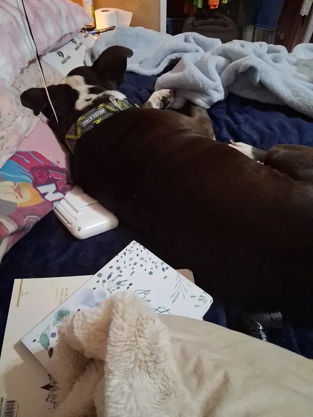 My Animal Hospital — customer photo 10