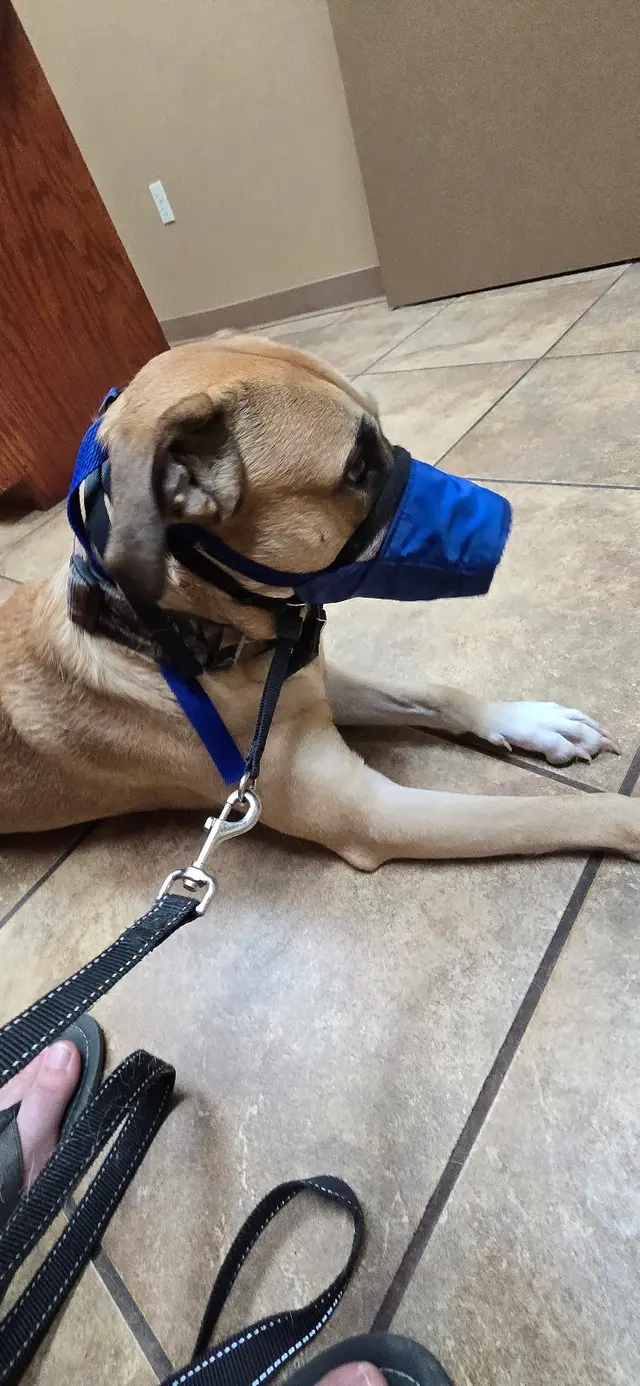 My Animal Hospital — customer photo 3