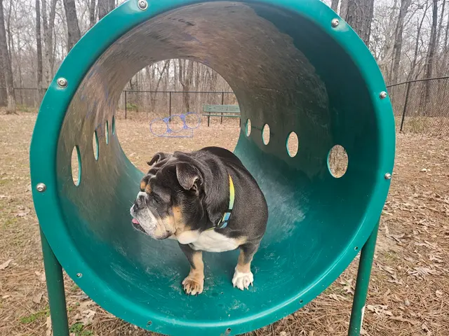 My Animal Hospital — customer photo 2