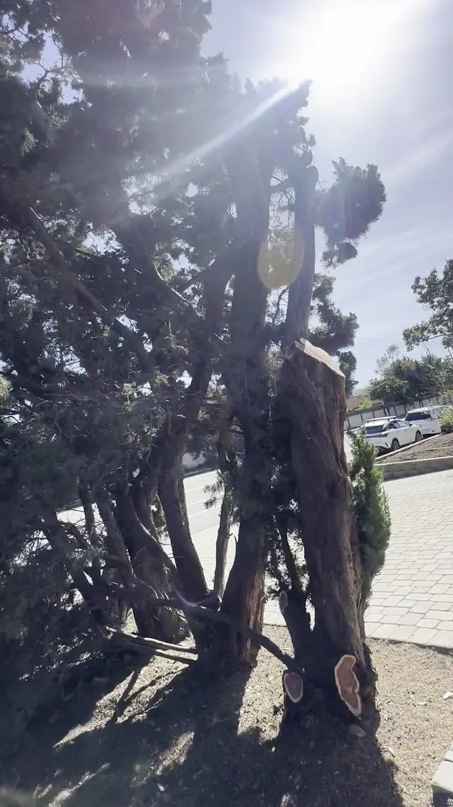 Customer photo of work by Gonzalez Gardening Bay Area, from Ylani Rabedeau's review