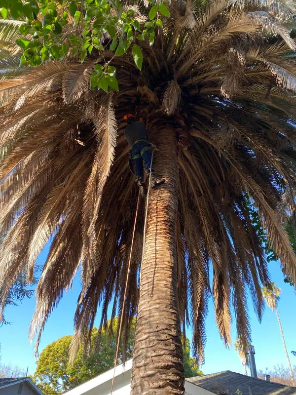 Gonzalez Gardening Bay Area — photo from the business 5