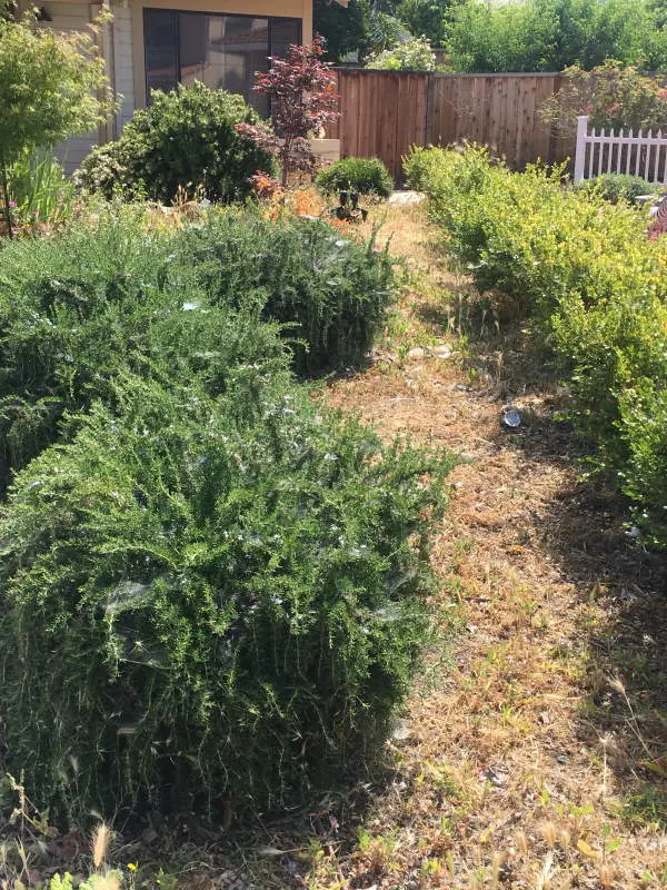 Gonzalez Gardening Bay Area — photo from the business 10